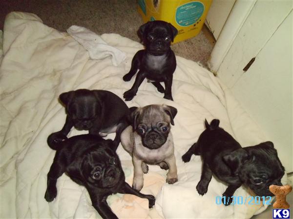 Pug Puppies